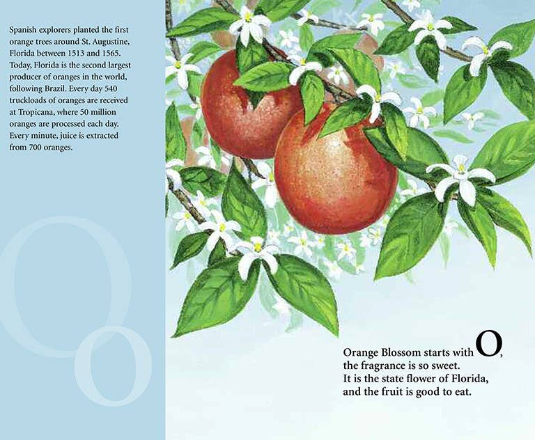 A FLORIDA Alphabet picture book: S is for Sunshine